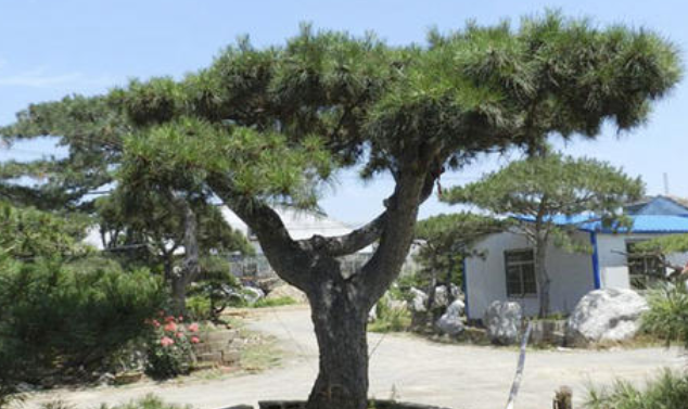 大型古松基地：大型古松種植時(shí)哪些問(wèn)題需注意？