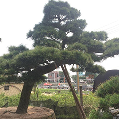 萊蕪造型黑松基地