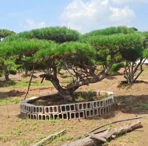 萊蕪造型松栽植之后應(yīng)該如何管理？